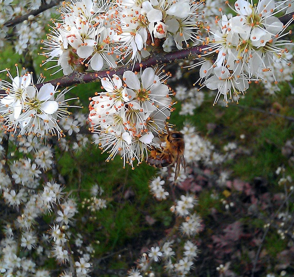 bee blossom