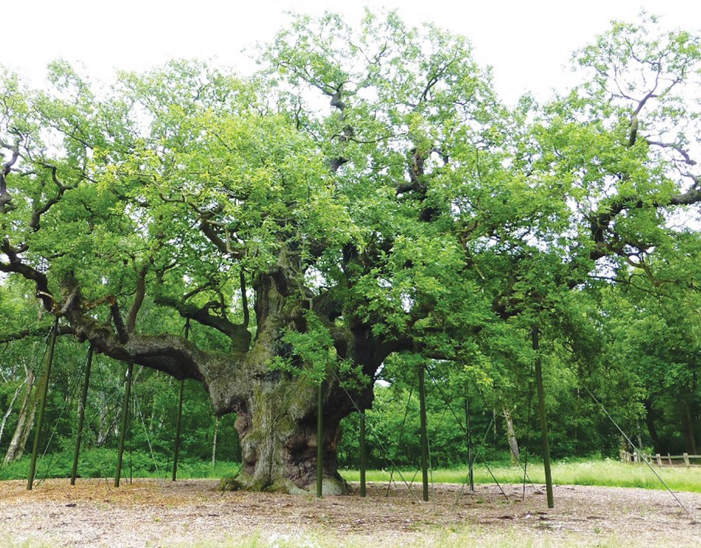 Major oak
