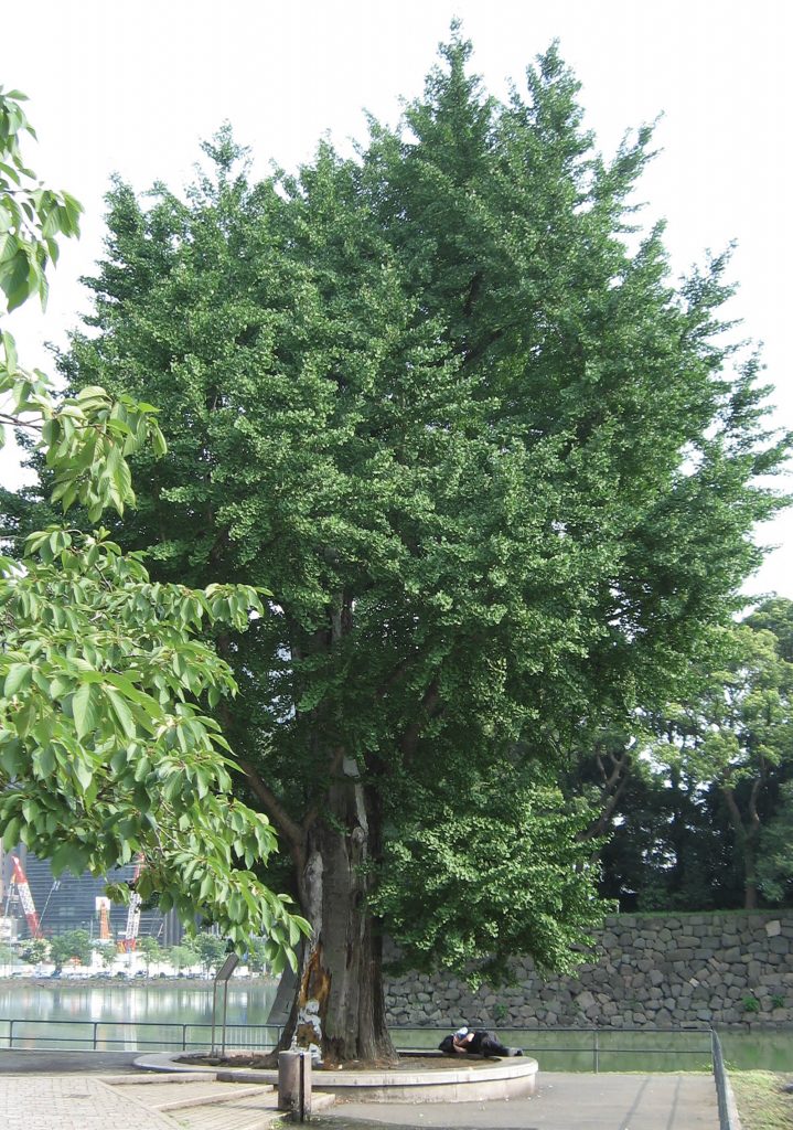 Some Trees in Tokyo Two