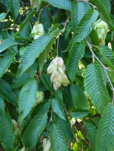 Ostrya carpinifolia